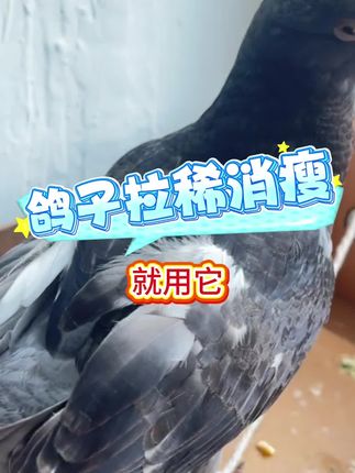鸽子拉稀消瘦就用它#鸽子 #赛鸽 #拉稀 #养鸽人