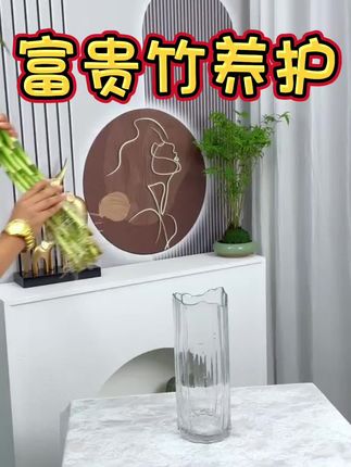 #富贵竹养护#富贵竹#花卉绿植#水培植物#富贵竹营养液