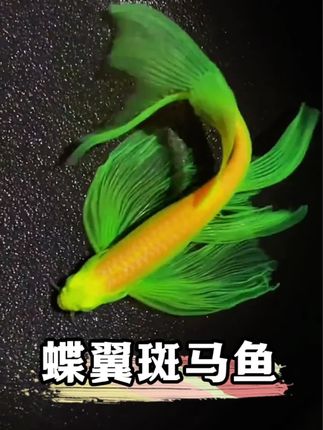 浑身翡翠帝王绿,长长的尾鳍巨飘逸,一入水优雅灵动,像涅槃重生的凤凰一样高端大气,它就是龙凤斑马鱼!#观常鱼 #K族 #玩马鱼 #蝶翼斑马鱼