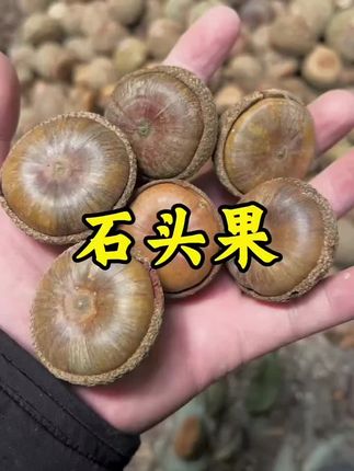 这个石头果你们见过吗?你们有用过吃过吗?外观好特殊,可以吃果仁,也可以煮茶,煲汤,泡八加一,都是挺不错的。