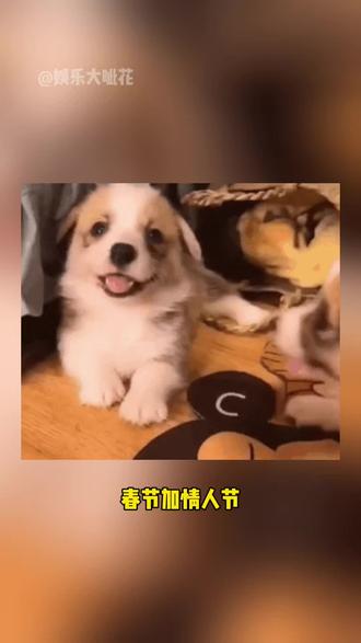 情人节我就和杨紫过啦 @我的花园世界 #我的花园世界 #玩游戏送真花