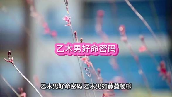 乙木男好命密码
#八字 #乙木 #传统文化 #国学智慧