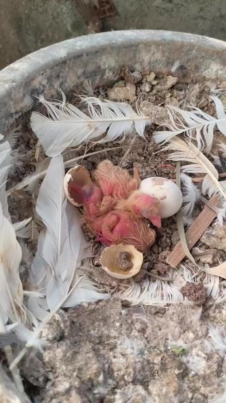 #我是一只小小鸟 #养鸽人#鸽子 我是一只鸽子,30天就可以自主生活了