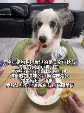 狗生短短十几年,妈妈才不会让你羡慕别家的小狗#萌宠好物