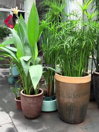 #水竹也叫旱伞草 #家里的老物件 不打孔,喜水喜阳耐半阴,水培半土半水种植,耐热不耐寒冬天进阳台客厅,一年四季都是绿油油的#花卉绿植 #庭院植物 #室内绿植