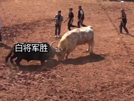 #斗牛
30万冠军有力竞争者:云南白将军