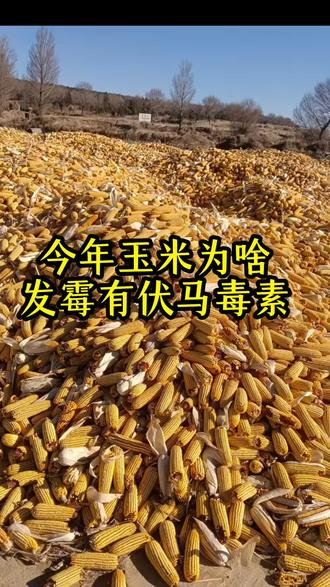 今年玉米为啥发霉起伏马毒素