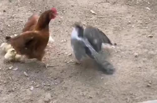 母鸡干死了入侵的苍鹰