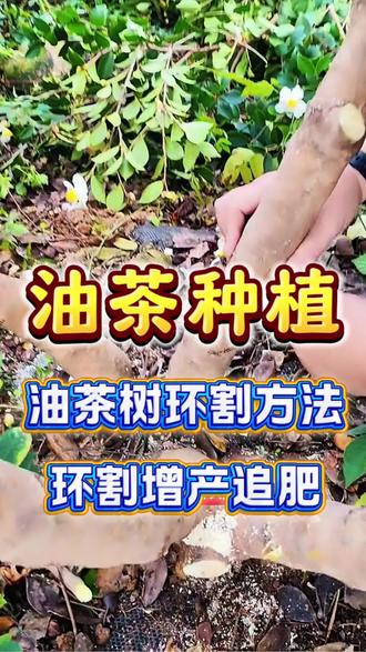 油茶树环割增产方法#油茶环割 #油茶种植 #油茶管理 #油茶高产 #油茶施肥管理