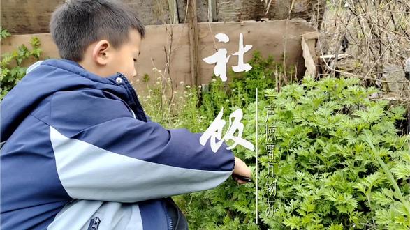 社饭用春天的野菜和腊肉焖出来的清香糯米饭,是清明、社日吃的传统饭食, 吃起来清香软糯,带着野菜的鲜和腊肉的咸香,既有春天的味道,也有祭祖、迎春的寓意。#传统美食制作