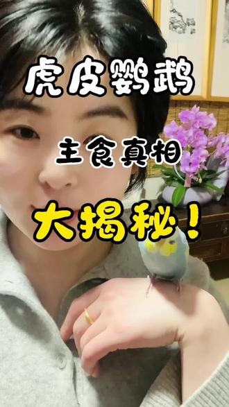 大辟谣!喂带壳小米=虐待鸟?虎皮鹦鹉的主食真相大揭秘!#虎皮鹦鹉 #鹦鹉日常 #手养鹦鹉 #手养鸟