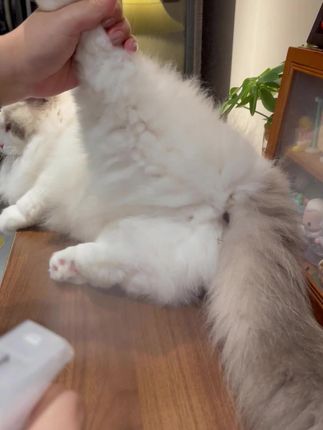 天然环保,舔舐无毒,人宠共用!巨好用的除臭喷雾!#养宠家庭必备 #养宠除臭喷雾 #养宠攻略