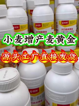 小麦增产麦黄金,源头工厂直接发货#农业种植#小麦种植#小麦增产#小麦高产管理#麦黄金