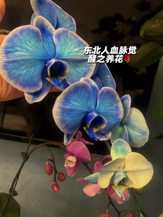 #抖音玩法合伙人计划 #全抖音寻找玩法合伙人 你们东北人血脉觉醒到哪步了?我已经开始养花鼓捣面了,这对吗?#有想吃的吗