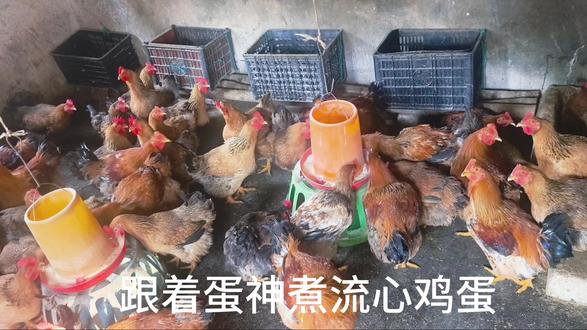 以前水煮蛋最多吃1-2个,现在跟着蛋神学煮蛋,流心鸡蛋可甜了,我炫了6个,老爸炫了4个#爱吃蛋 #鸡蛋的神仙吃法 #鸡蛋大王 #农村土鸡蛋 #日常分享