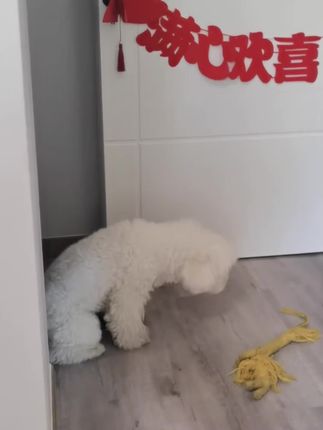 养狗啥营养品都可以不买!益生菌一定要给它备上!#养狗经验分享 #萌宠好物