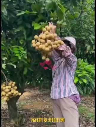 正宗福建漳州龙眼新鲜现摘现发清甜多汁当季水果产地直发非桂圆干#好物推荐🔥