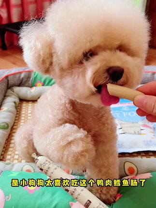 你不知道我家毛孩子有多喜欢吃这个鸭肉鳕鱼肠!肉质软嫩Q弹、营养解馋,猫咪狗狗都能吃 #宠物零食 #狗零食 #我家狗狗的日常生活 #妈呀太香了