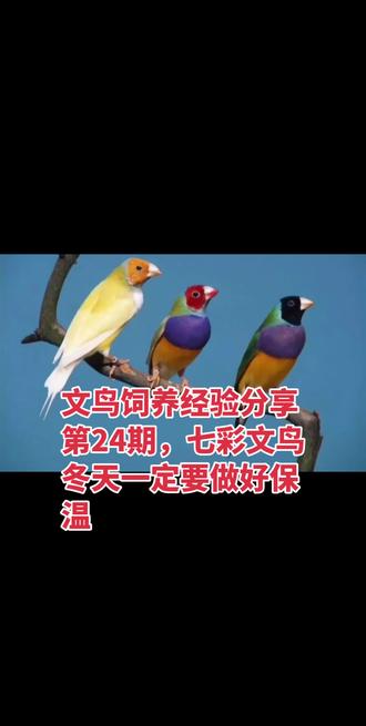 七彩文鸟冬天饲养大家记得一定要保温,#七彩文鸟