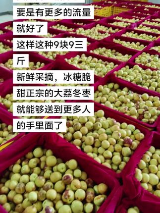 要是网红就好了,要是有更多流量就好了,这样这种9.9三斤新鲜采摘,冰糖脆甜的正宗大荔冬枣就能送到更多人手里里#大荔冬枣 #新鲜采摘