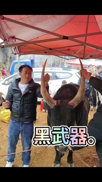 黑武器与小曼巴的对决,倒计时两天,大年初二相约蒙自豹子洞斗牛场。#民族特色民族文化 #广告分成计划@DOU+小助手