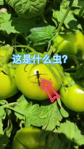防治针蜂,刻不容缓#果实蝇#瓜实蝇#种菜#蔬菜种植