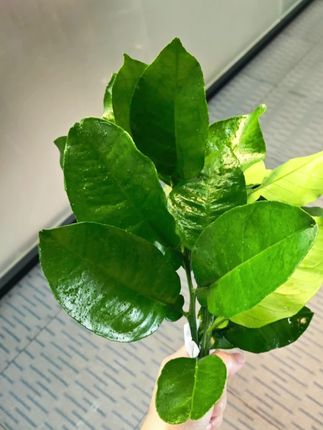 2025年已经过去一大半了,珍惜机会年前再冲刺一波!#碌柚叶 #吸引力法则 #显化