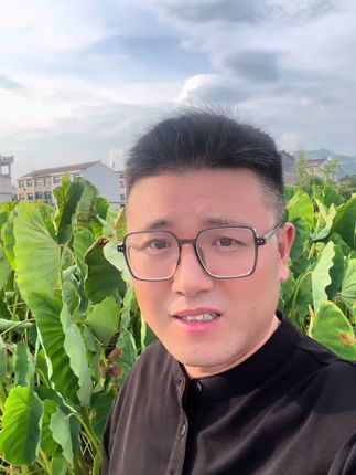 红芽芋头开挖了#优质农产品 #芋头 #红芽芋 #芋艿