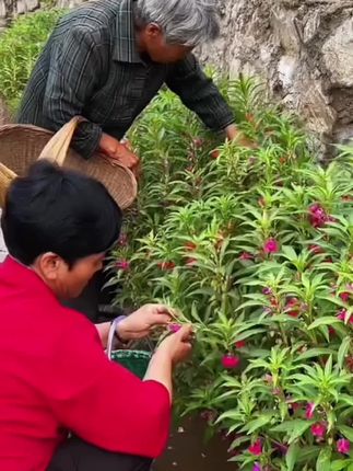 七八零年的姐妹还记得这个花吗?每年夏天都会包个红指甲,长大了很怀念,邻居推荐了 #指甲花粉 我觉得更好看了