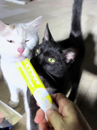 主食猫条清库存,一百根29.9,数量已经不多了,前几天拍回去爱吃的赶紧来回购#猫咪的日常