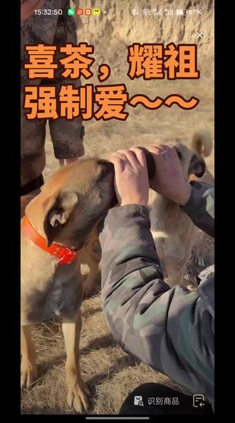 喜茶耀祖,小朋友之间打架啦!所以大人出来强制爱~~#动物@dou+小助手 #狗狗 #西北刀客杨耀祖 #西北刀客喜茶 #强制爱 @西北刀客-公益护农 @西北刀客-机油手 @西北刀客-徐晒晒 @西北刀客-吴队