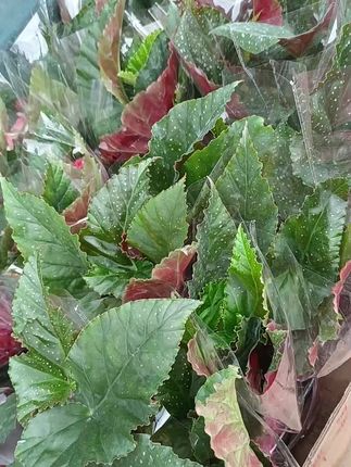 竹节海棠