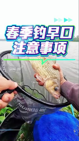 春季早口怎么钓#钓鱼 #钓鱼的乐趣只有钓鱼人懂 #钓鱼技巧 #钓鱼经验 #垂钓