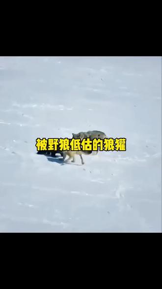 被野狼低估的狼獾 #动物世界 #野生动物零距离