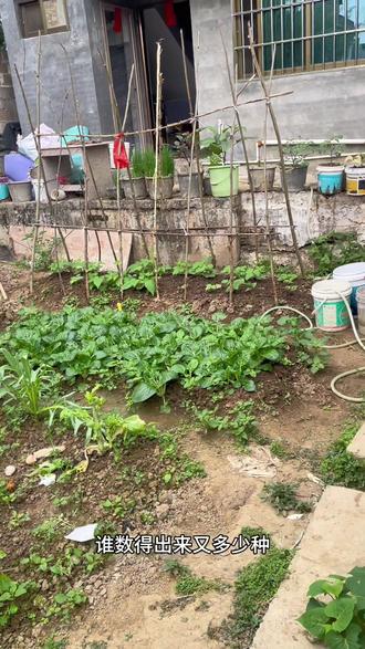 90后也有自己的QQ农场了,现在有什么周期短的叶菜适合种植?准备种新一轮叶菜,和增种两颗香瓜,地不大心很大,啥都想种一点#真实生活分享计划 #记录我的种植生活 #叶菜种植技巧