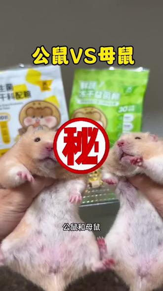 新手选公鼠还是母鼠? #养仓鼠的第一课 #金丝熊崽崽#养鼠日常分享#仓鼠#新手养仓
