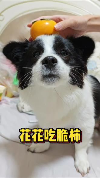 今天小花花吃脆柿#花花 #小花狗 #小狗吃饭