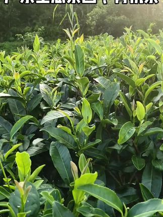 第十四集:寒露,每一片叶子都是来自大自然的味道。 寒露时节品东水山茶,既是味觉享受,也是顺应时令的养生选择。秋燥当令,一杯富硒秋茶入口,既能凭借丰富的氨基酸与维生素促进消化、缓解疲劳,其温润属性又能暖身养胃,为身体筑起抵御凉意的屏障。#生态茶 #高山茶 #自家茶园 #知茶懂茶 #最美茶园