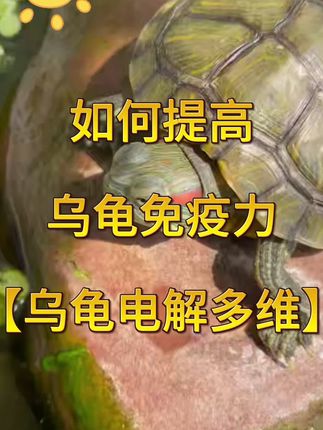 龟龟拒食不吃,无精打采,给它补充电解多维,增强免疫力#乌龟 #龟龟🐢 #龟宠时代 #养龟日常 #养龟人