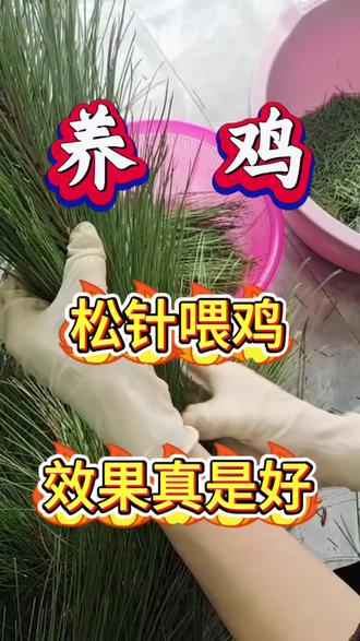 松针喂鸡,效果真的好#涨知识 #知识分享 #养鸡 #养鸡小妙招 #养鸡技术