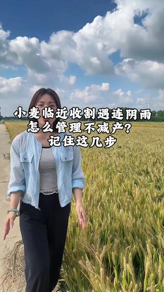 小麦临近收割遇连阴雨,做好这几步很重要#麦农必看 #田间地头说三农 #关注三农小麦种植