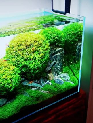 #养鱼青年的故事 #鱼缸里的大自然 #水草造景 #水草 #水草缸