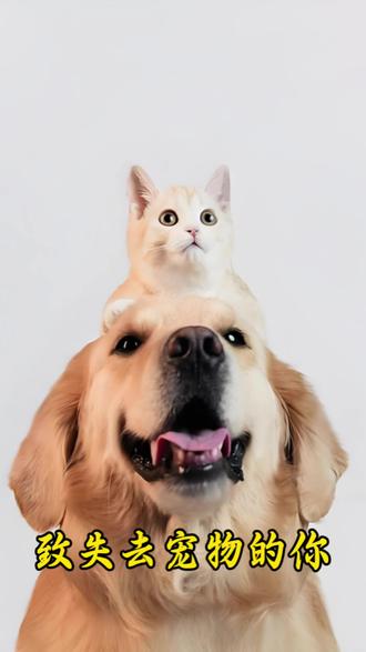 致失去宠物的你#养狗进阶指南 #创作者中心 #创作灵感 #成都宠物善终 #创作者扶持计划