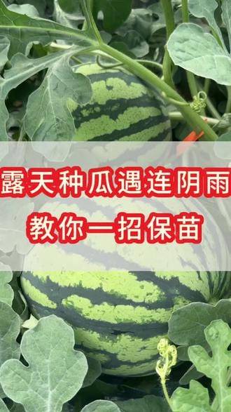露天西瓜遇连续阴雨天怎么保苗#种瓜技术交流 #瓜部落 #西瓜种植 #种瓜技巧 #三农