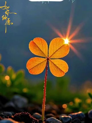 腌渍蘑菇腌渍榛蘑鲜蘑菇鲜榛蘑无添加无防腐剂500克*2罐#榛蘑#上热搜 #好吃不贵#好物分享 #抖音推广