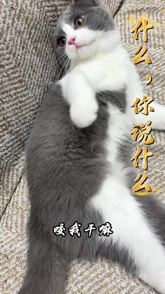 为什么要冷暴力我!#拿捏了我的主子 #猫咪互动梗 #英短蓝白 #无理取闹
