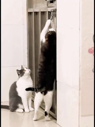 盘点那些把猫咪困在门外,开门后骂人的猫咪#调皮捣蛋小家伙 #萌宠 #家有萌宠欢乐多