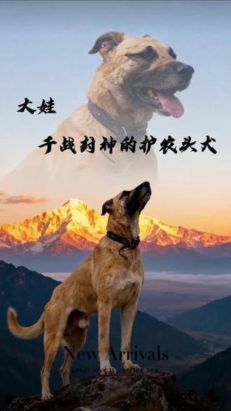 大娃-千战封神的护农头犬#大娃 #西北刀客 #西北刀客