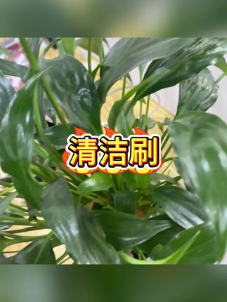 #杯盖清洁刷 #杯子清洁刷 #多功能刷子