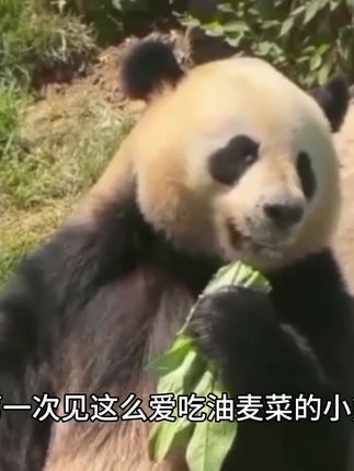 竟然还有这么爱吃油麦菜的大熊猫,生活在天津的小川,活泼又爱整活~#大熊猫小川 #来这吸熊猫 #大熊猫